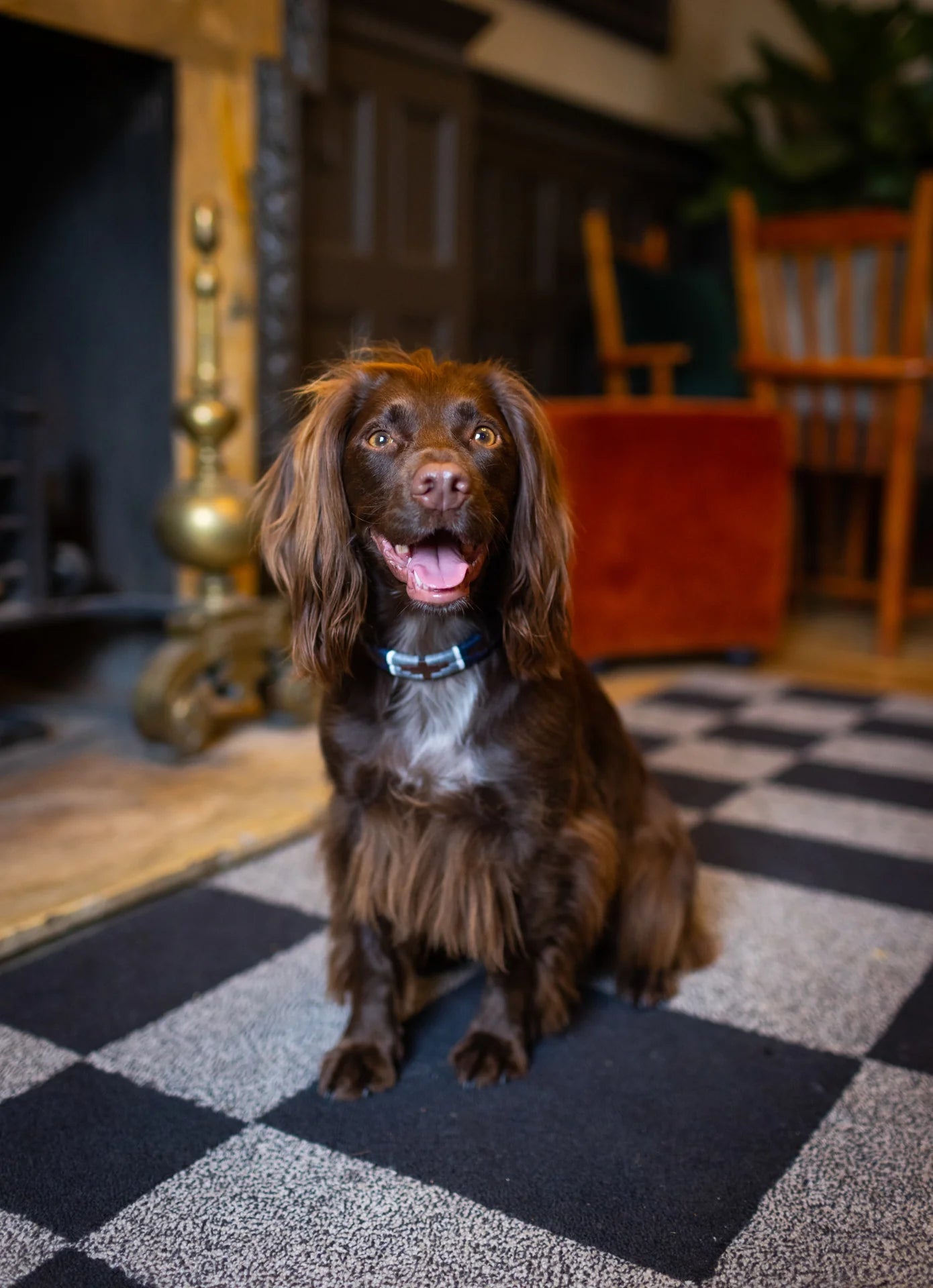 Pampeano Piedra Dog Collar - Hogan Outdoors - Pampeano - Dog Collar